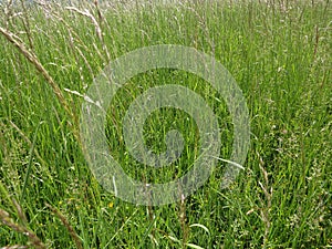 Meadow green grass and daisy moonflowers in spring with the calmness and relation with nature.