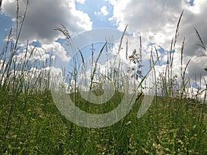 Meadow green grass and daisy moonflowers in spring with the calmness and relation with nature.