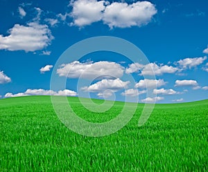 Meadow with a green grass and the dark blue