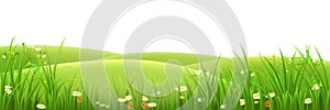 Meadow, green grass and flowers photo