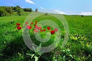 Meadow with green grass and red poppy flowers