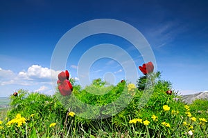 Meadow with green grass and red poppy flowers