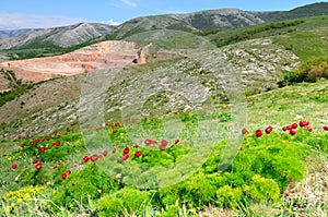 Meadow with green grass and red poppy flowers