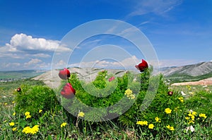 Meadow with green grass and red poppy flowers