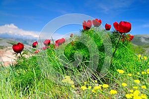 Meadow with green grass and red poppy flowers