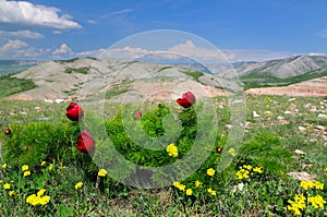 Meadow with green grass and red poppy flowers