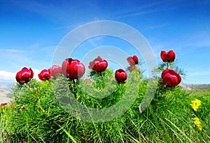 Meadow with green grass and red poppy flowers