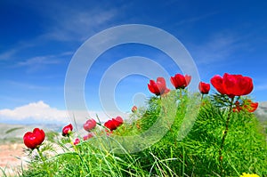 Meadow with green grass and red poppy flowers