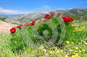 Meadow with green grass and red poppy flowers