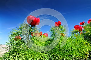 Meadow with green grass and red poppy flowers