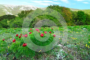 Meadow with green grass and red poppy flowers