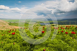 Meadow with green grass and red poppy flowers