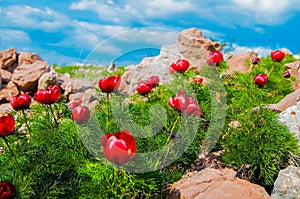 Meadow with green grass and red poppy flowers