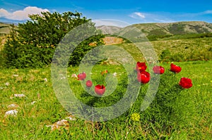 Meadow with green grass and red poppy flowers