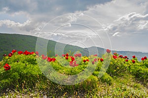 Meadow with green grass and red poppy flowers