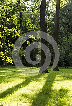 meadow with green grass and shadows, sun rays, tree trunks, greenery