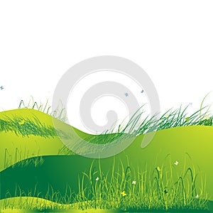 Meadow green, summer, grass