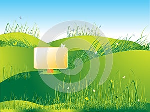 Meadow green, summer, grass