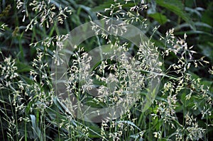 In the meadow is growing Bromus inermis