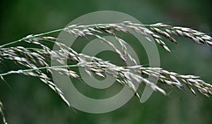 In the meadow is growing Bromus inermis