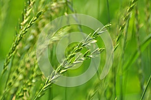 In the meadow growing cereal plant grass Elymus repens