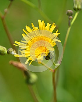 Meadow Hawkweed is more densely hairy on all parts