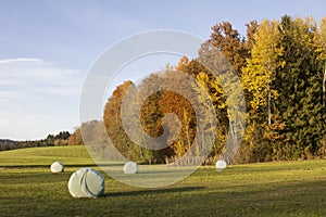 Meadow with hay bales, colorful edge of the wood