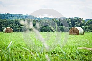 Meadow hay