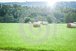 Meadow hay