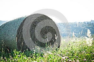 Meadow hay