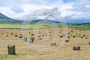 Meadow hay