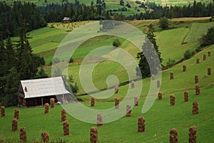 Meadow after haymaking with sheaves with forest in backgroung