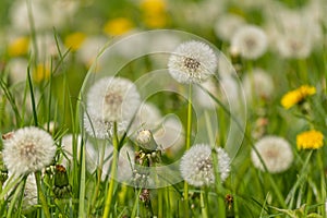 Meadow with heads of seeds of dandelion