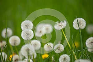 Meadow with heads of seeds of dandelion