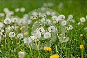 Meadow with heads of seeds of dandelion with blurry foreground and background