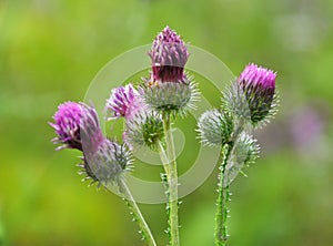 In the meadow among herbs blooms thistle Carduus