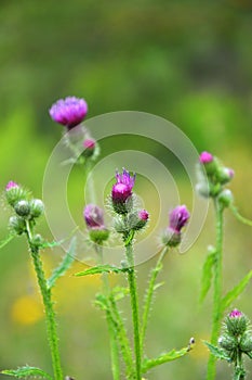 In the meadow among herbs blooms thistle Carduus