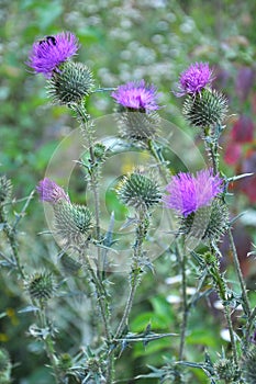 In the meadow among herbs blooms thistle Carduus