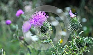 In the meadow among herbs blooms thistle Carduus