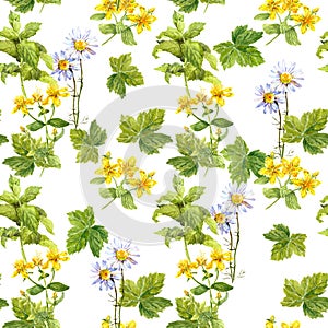 Meadow herbs, flowers, grass. Seamless pattern. Watercolor