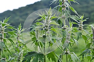 In the meadow among the herbs grow dog nettle is five-bladed Leonurus quinquelobatus