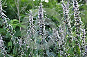 In the meadow among the herbs grow dog nettle is five-bladed Leonurus quinquelobatus photo