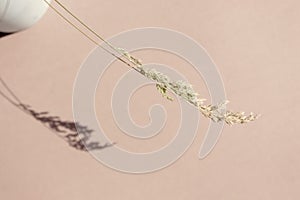 Meadow herbs and shadow on beige background. Minimal summer lifestyles concept flat lay