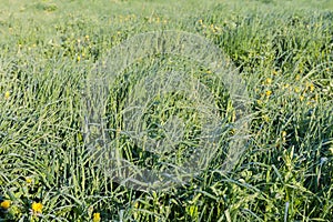 Meadow with high grass covered with morning dew in springtime