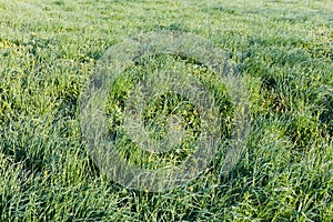 Meadow with high grass covered with morning dew in springtime