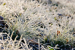 Meadow and hoarfrost