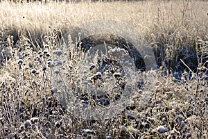 Meadow and hoarfrost