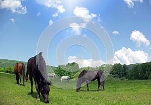 Meadow of horses