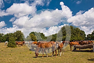 Meadow, the horses