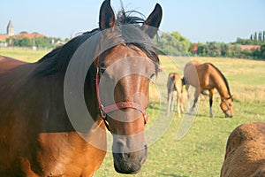 Meadow horses